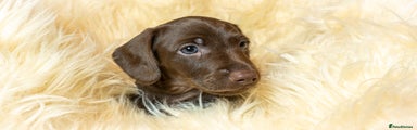 Miniature Dachshund Puppy - Mr Blue