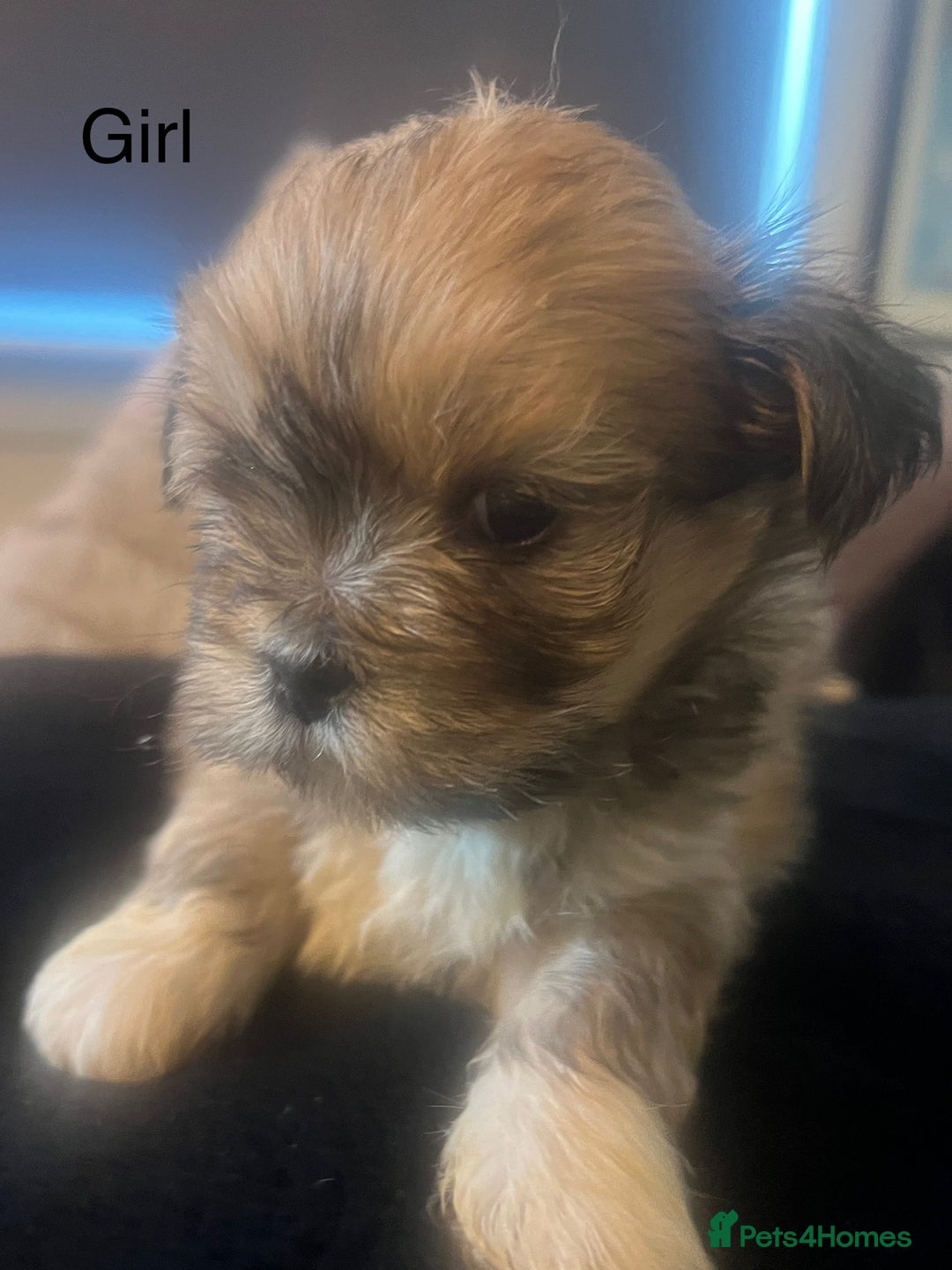 Lhasa Apso dogs for sale: KC Registered Lhasa Apso Puppies For Sale - Advert 2