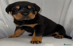 Rottweiler dogs for sale: **Stunning Rottweiler Puppies** - Image 14