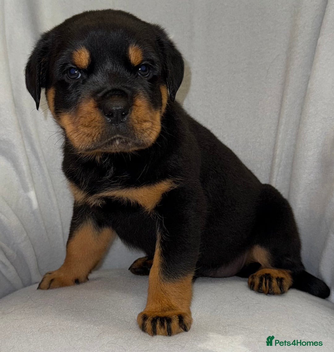 Rottweiler dogs for sale: **Stunning Rottweiler Puppies** - Image 14