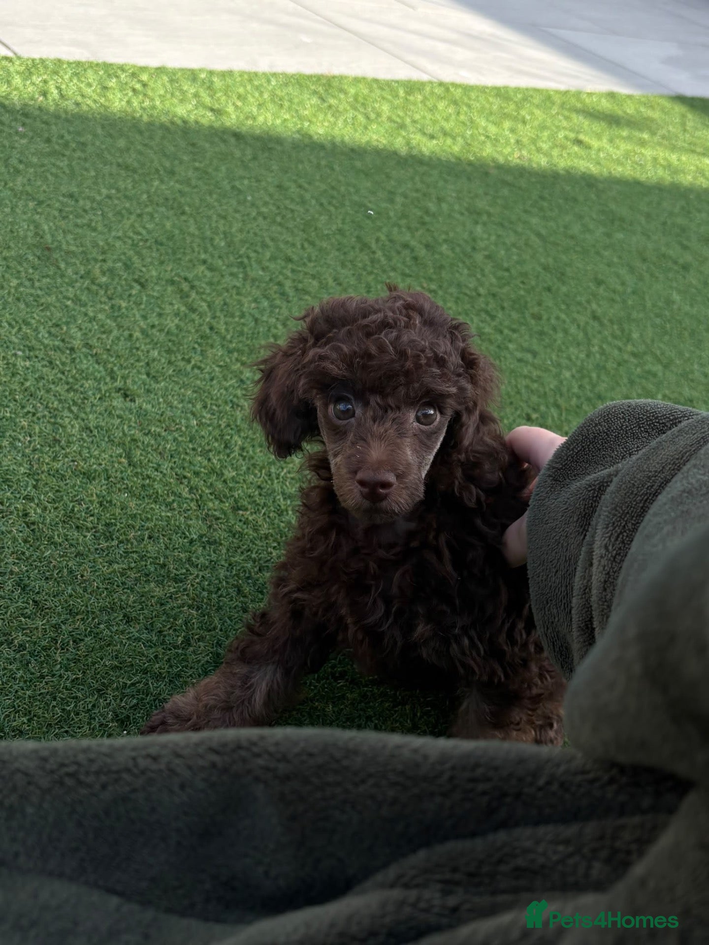 Toy Poodle dogs Brown Phantom Kc reg toy poodle DNA CLEAR - Advert 3
