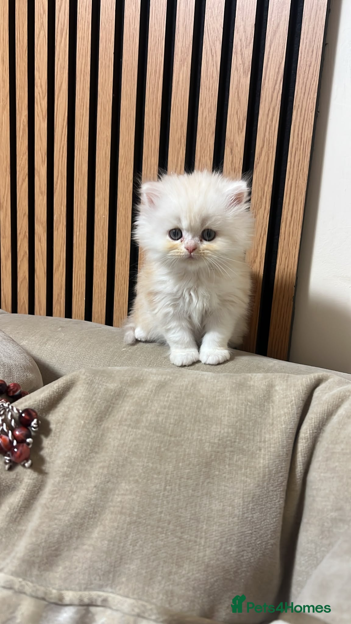 Persian cats Beautiful Persian Kittens Ready for Loving Homes - Advert 2