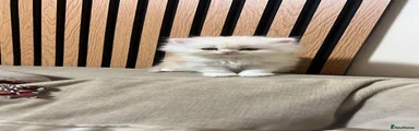Persian Kitten 1