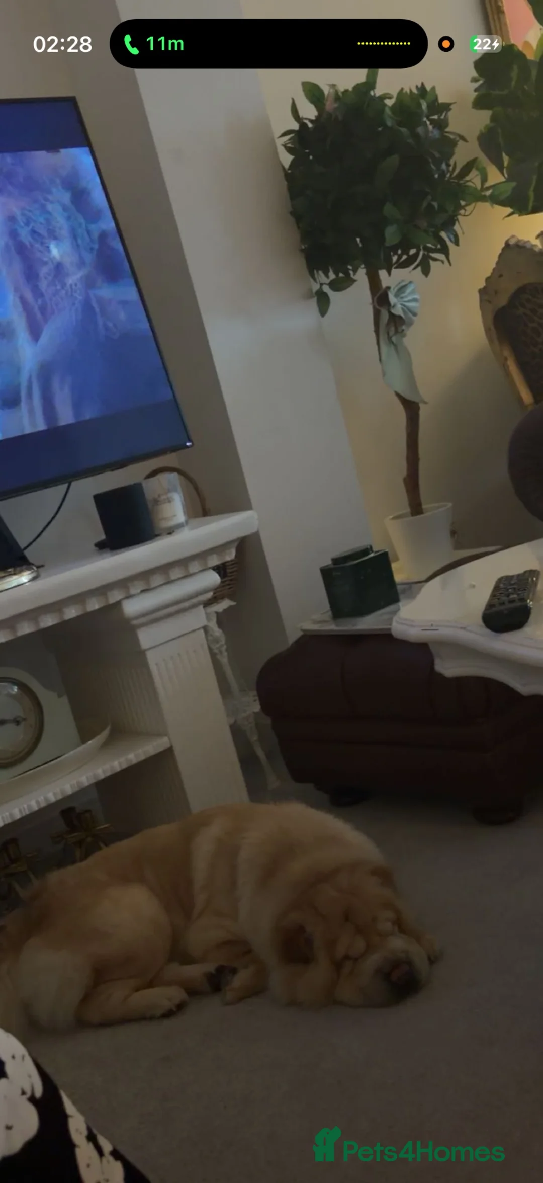 Chow Chow dogs for sale: Chow chow puppies  - Advert 5