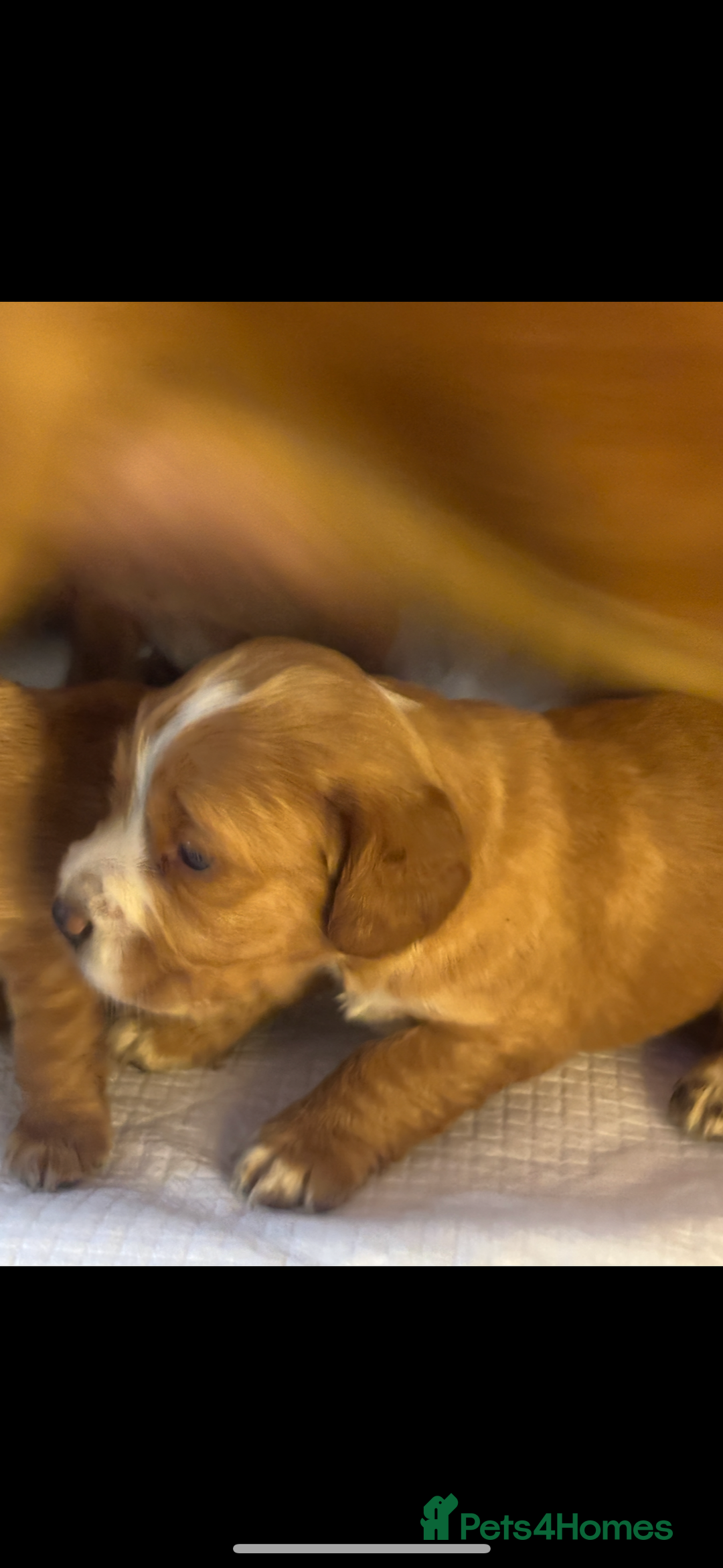 Cocker Spaniel dogs for sale: 1 boy available kc cocker spaniel  - Advert 2