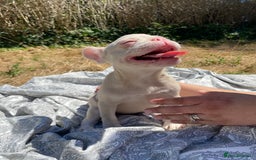 French Bulldog dogs for sale: French bulldog puppies - 3 boys 1 girl (pink husky - Image 13