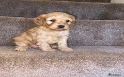 Cockapoo dogs for sale: F1 cockerpoos  - Image 4