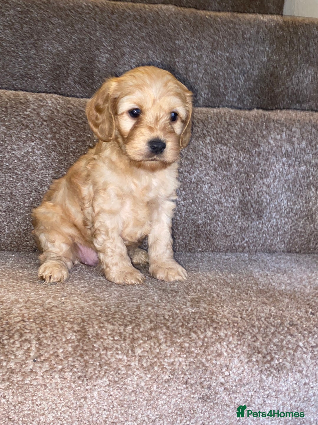 Cockapoo dogs for sale: F1 cockerpoos  - Image 4