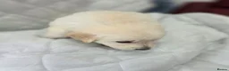 Golden Retriever dogs for sale: Golden retriever puppies in Cumnock - Advert 20