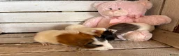 Guinea Pig rodents for sale: Young guinea pigs for sale  - Advert 4