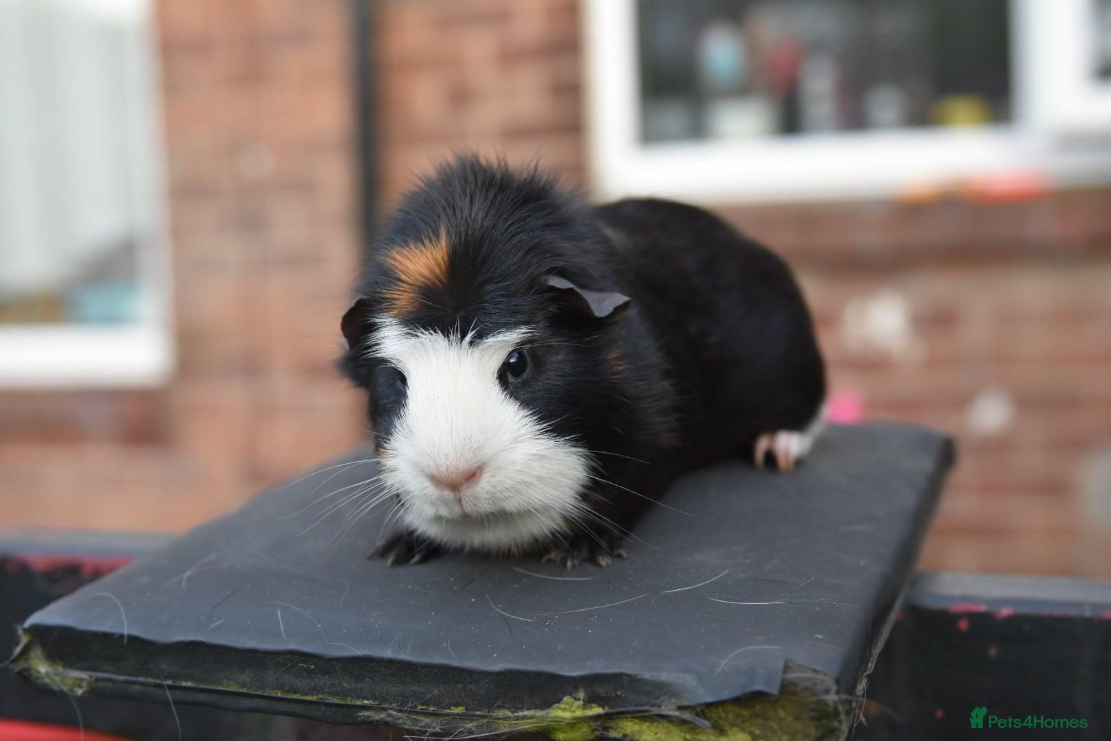 Guinea Pig rodents for sale: Guinea Pigs Looking For New Homes - Advert 9