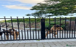Belgian Shepherd Dog dogs for sale: 9 Month old Two Belgian Malinois Pups (Brothers) - Image 10
