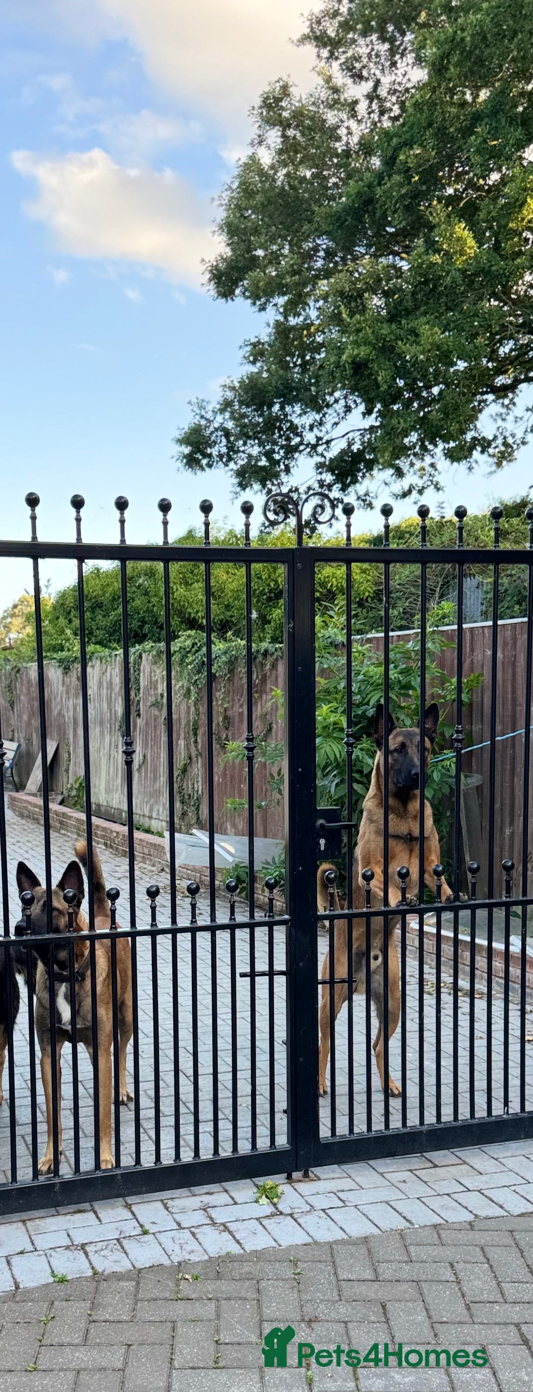 Belgian Shepherd Dog dogs for sale: 9 Month old Two Belgian Malinois Pups (Brothers) - Image 10