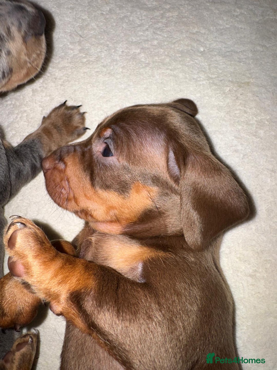 Dachshund dogs for sale: Dachshund Puppies  - Advert 3