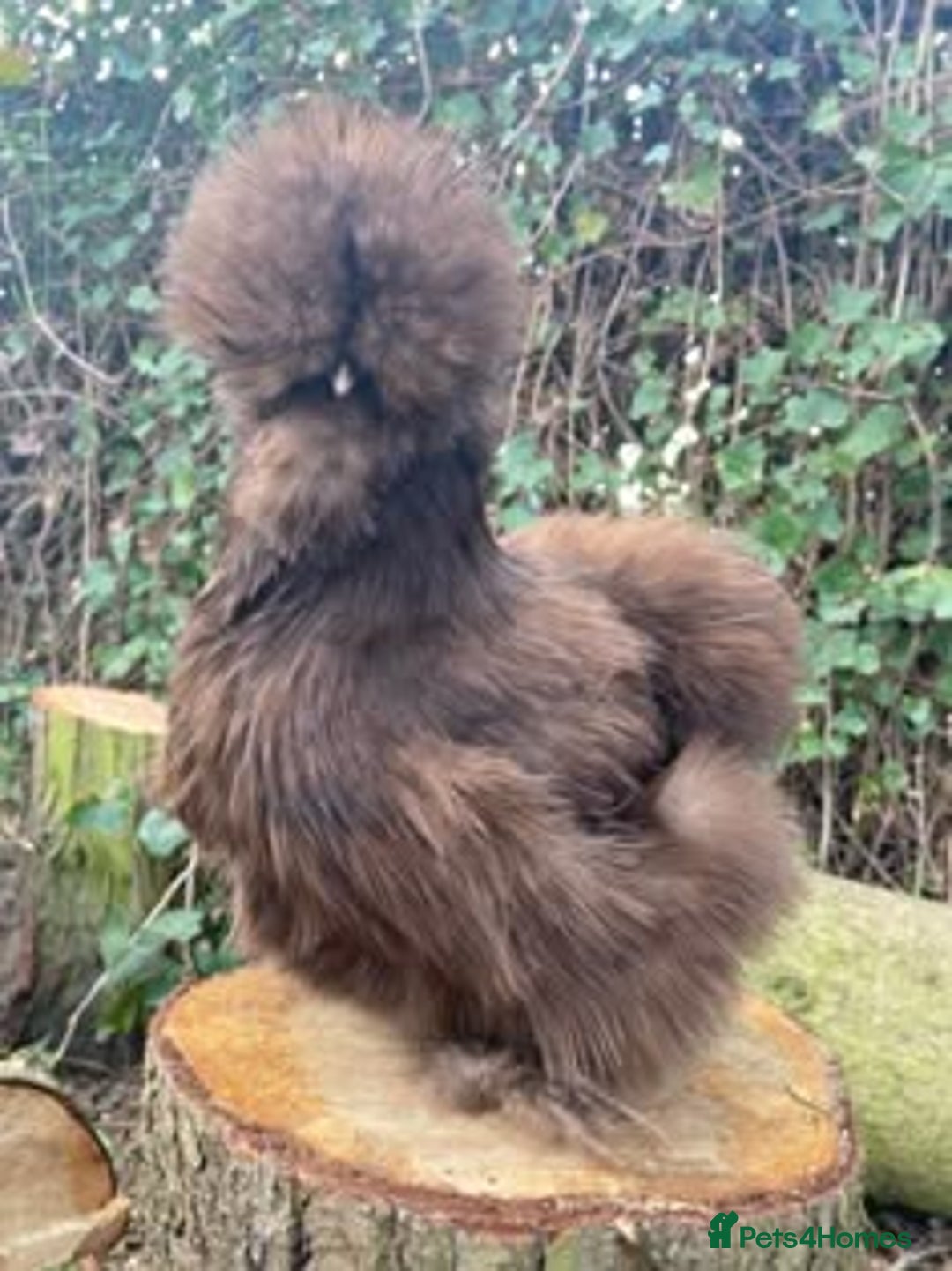 Chickens poultry for sale: CHOCOLATE AND MAUVE USA SILKIE PULLETS AVAILABLE  - Image 1
