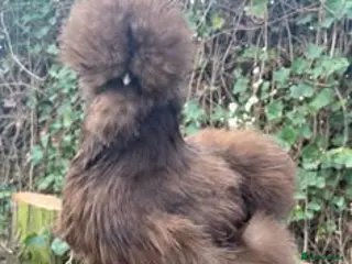 Chickens poultry CHOCOLATE AND MAUVE USA SILKIE PULLETS AVAILABLE - Advert 1