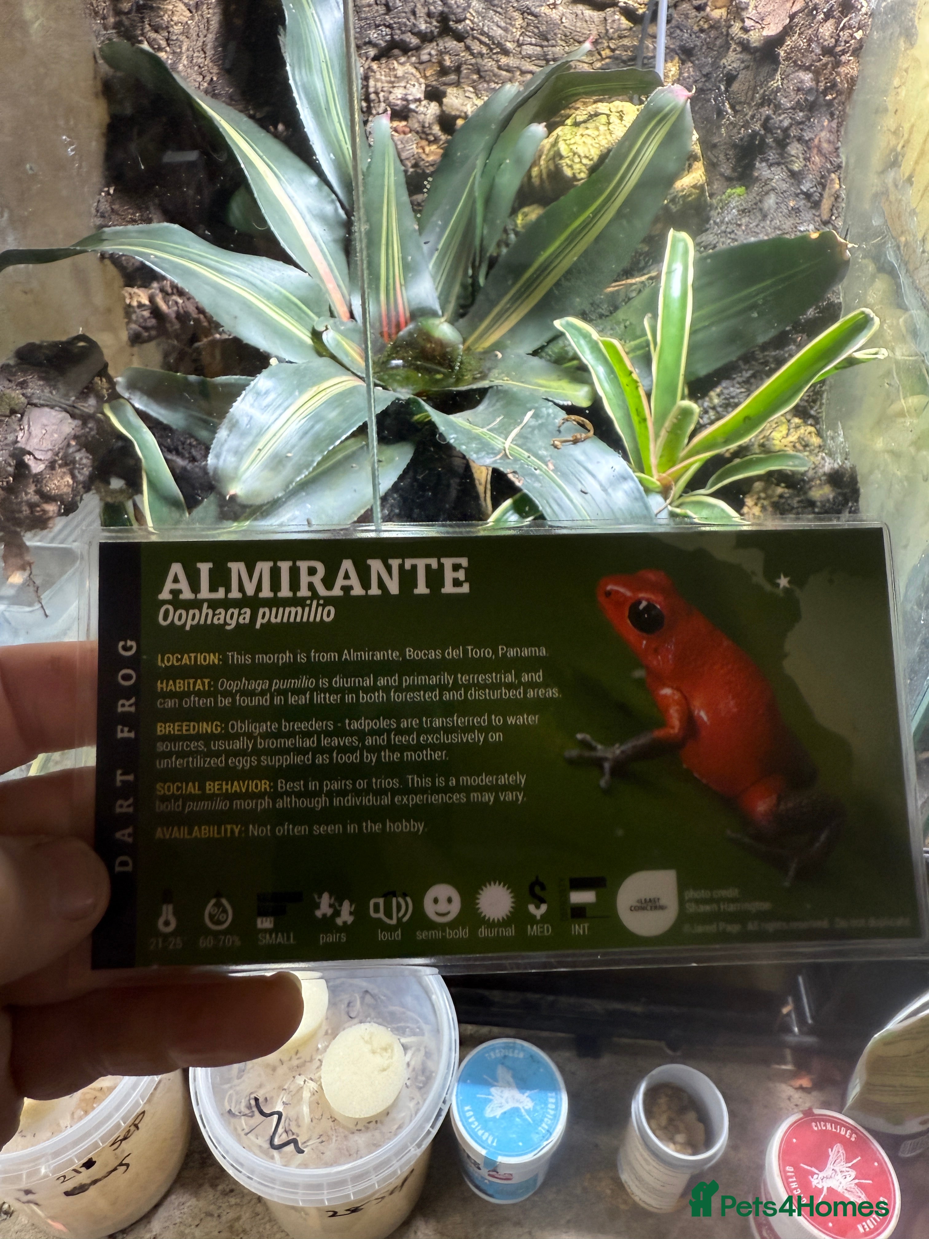 Frog reptiles Oophaga Pumilio Almirate  - Advert 17