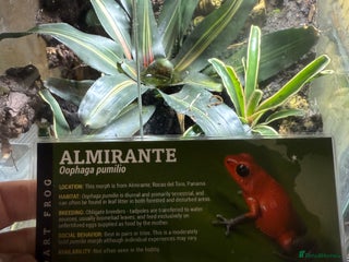 Frog reptiles Oophaga Pumilio Almirate - Advert 11