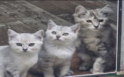 Maine Coon cats for sale: Maincoon cross Ragdoll kittens  - Image 8
