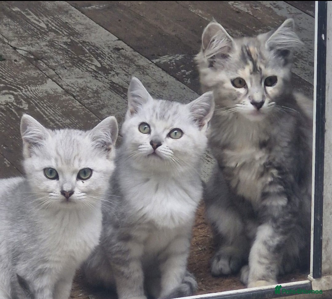 Maine Coon cats for sale: Maincoon cross Ragdoll kittens  - Image 8