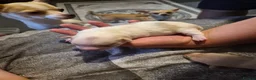 Chihuahua dogs for sale: 3 beautiful chihuahua puppy's  - Advert 4