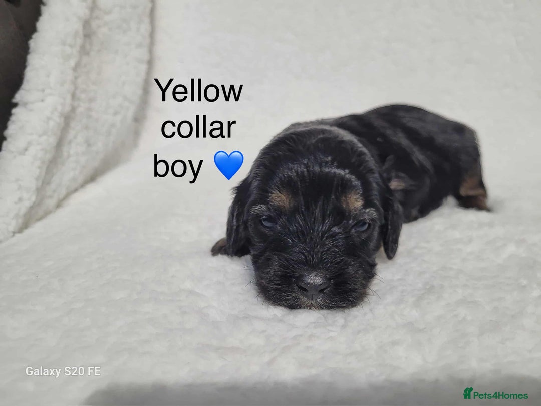 Cavapoo dogs for sale: Stunning litter of cavapoos - Image 5