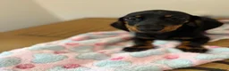 Miniature Dachshund dogs for sale: Adorable Miniature Dachshund Girl in Enfield - Advert 15