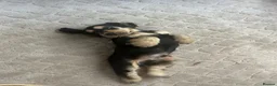 Cocker Spaniel dogs for sale: Beautiful Show cocker spaniel puppies  - Advert 4