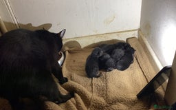 Mixed Breed cats for sale: 6 adorable kittens  - Image 2