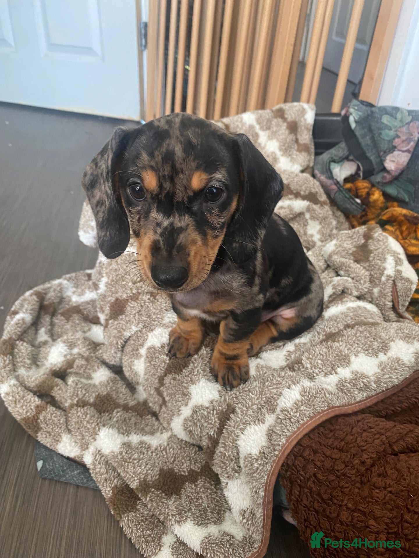 Dachshund dogs for sale: Tri silver dapple dachshunds ❤️ - Advert 3