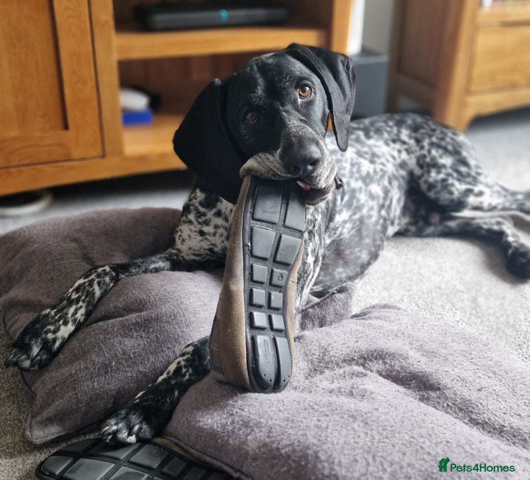 Pointer dogs for sale: 6 Year Old German Shorthaired Pointer - Advert 3