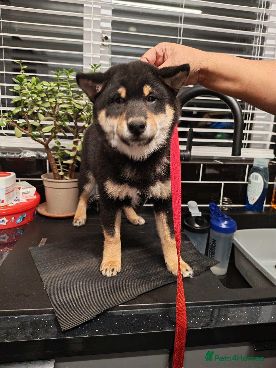 Japanese Shiba Inu dogs for sale: KC reg Japanese shiba inu puppies  - Advert 5