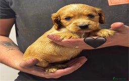 Cocker Spaniel dogs for sale: Outstanding KC Show Cocker Spaniels - Image 10