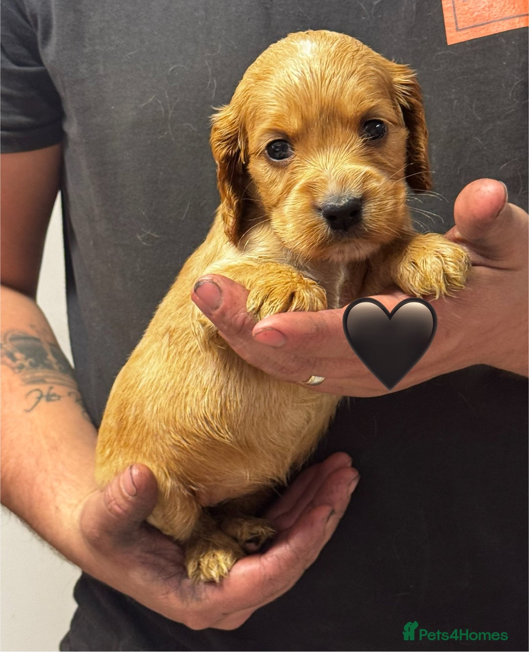 Cocker Spaniel dogs for sale: Outstanding KC Show Cocker Spaniels - Image 10