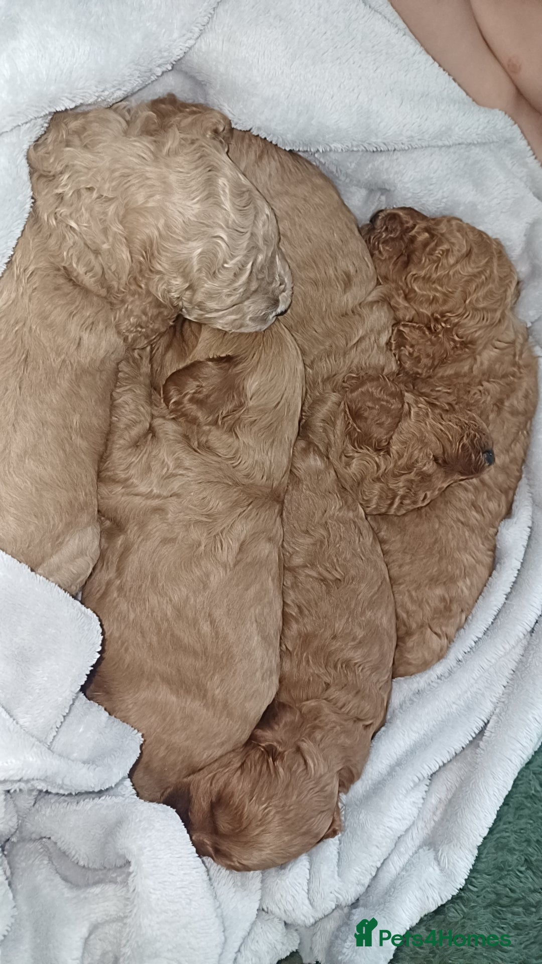 Cockapoo dogs for sale: Beautiful cockapoo puppies  - Image 13