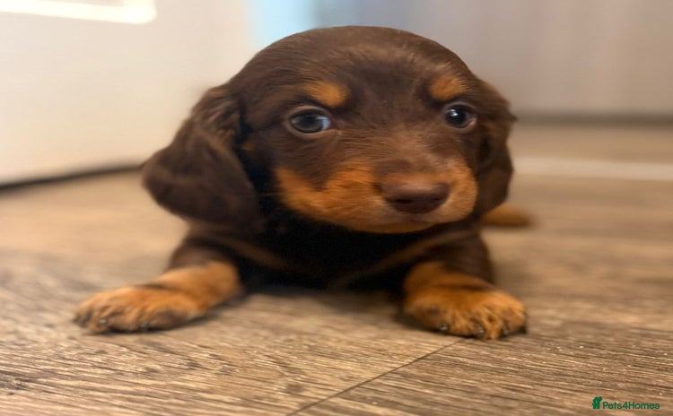 Dachshund dogs - Advert 5
