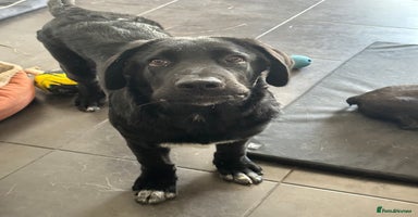 Mixed Breed dogs - Advert 5