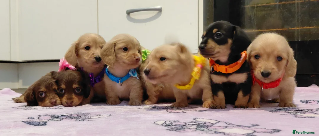 Miniature Dachshund dogs for sale: Sweetest Longhaired/One S.Haired Mini's 🤎🐾 - Advert 11