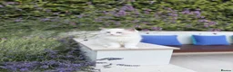 Ragdoll cats for sale: Surreys Finest & Fluffiest TICA Ragdoll Kitten  - Advert 4