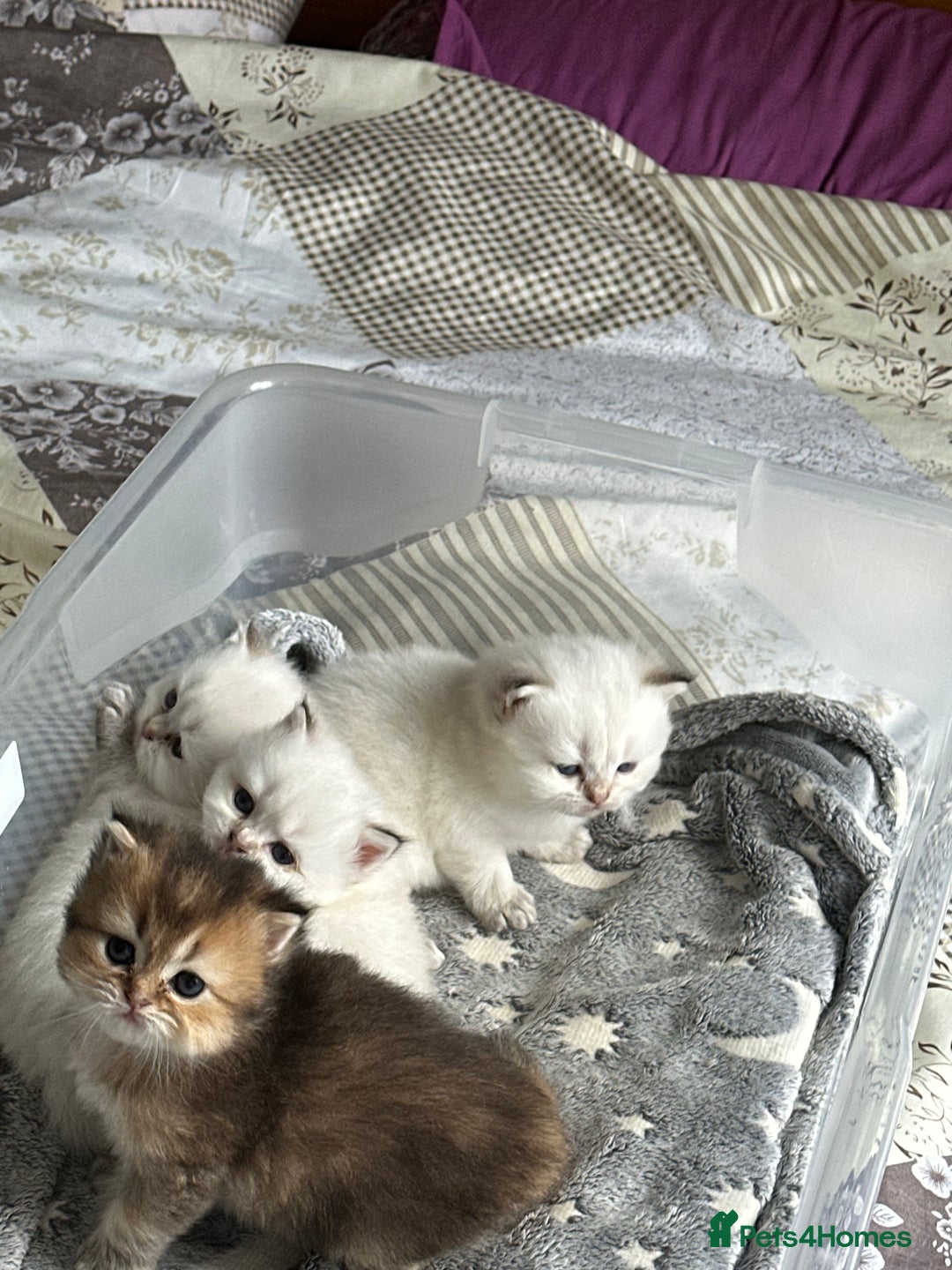 British Longhair cats for sale: Top qualityBritish longhaired kitten white&golden  - Image 17