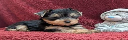 Yorkshire Terrier dogs for sale: Pedigree Yorkshire Terrier puppies ( last one) in Craigavon - Advert 2