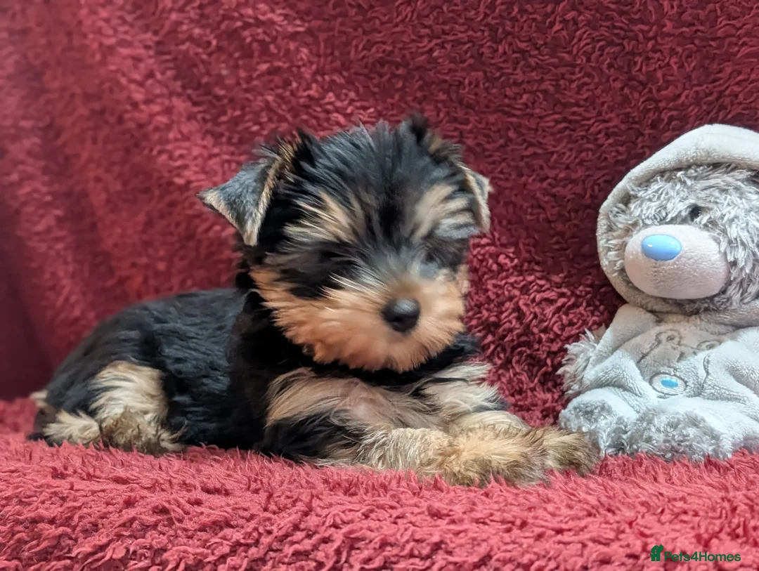 Yorkshire Terrier dogs for sale: Pedigree Yorkshire Terrier puppies ( last one) in Craigavon - Advert 2