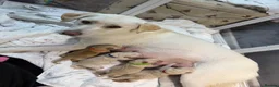 Labrador Retriever dogs for sale: Labrador puppy - Advert 1