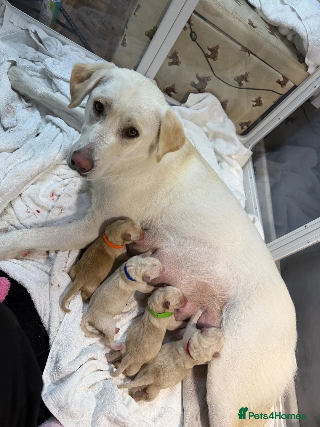 Labrador Retriever dogs for sale: Labrador puppy - Advert 1