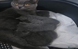 British Shorthair cats for sale: Bella  - Image 3