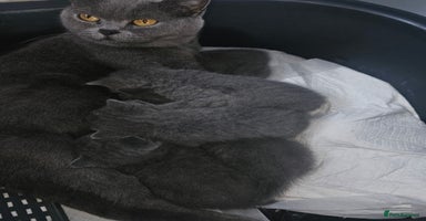 British Shorthair cats - Advert 6