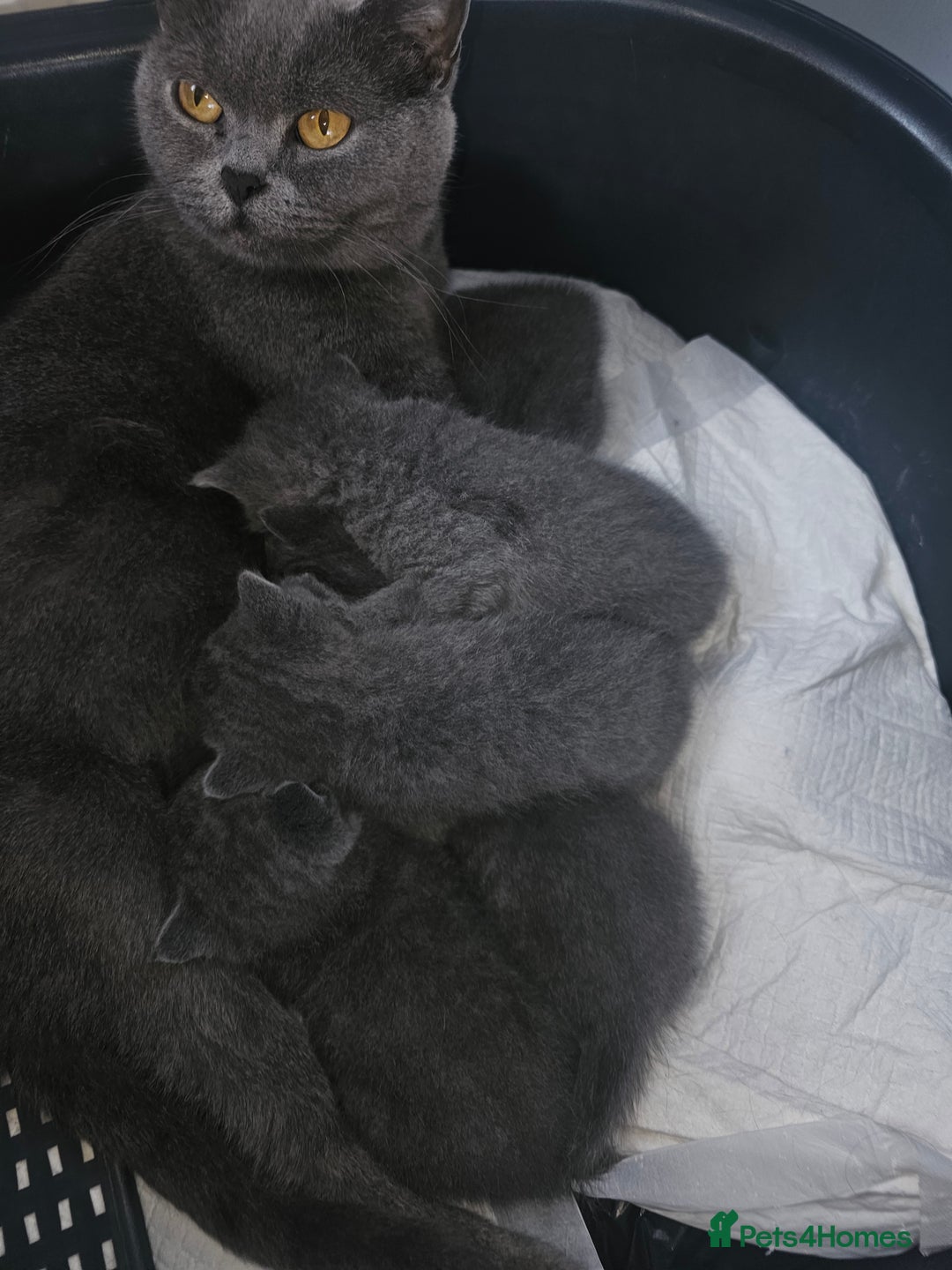British Shorthair cats for sale: Bella  - Image 3