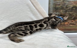 Bengal cats for sale: ❤️ GORGEOUS PURE BENGAL KITTENS ❤️ - Advert 14