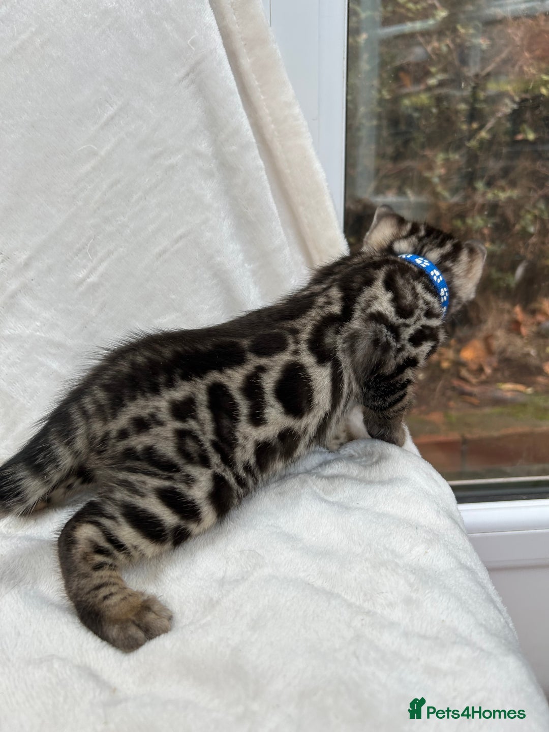 Bengal cats for sale: ❤️ GORGEOUS PURE BENGAL KITTENS ❤️ - Advert 14