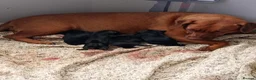 Patterdale Terrier dogs for sale: 6 male patterdale puppies  in Hartlepool - Advert 13